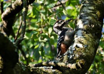 great spotted woodpecker 3957726 1920 2020 08 11 135640