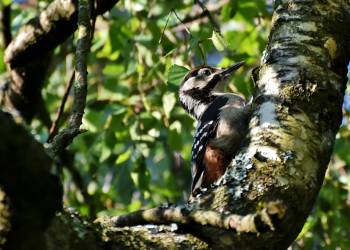 great spotted woodpecker 3957726 1920 2020 08 27 144527