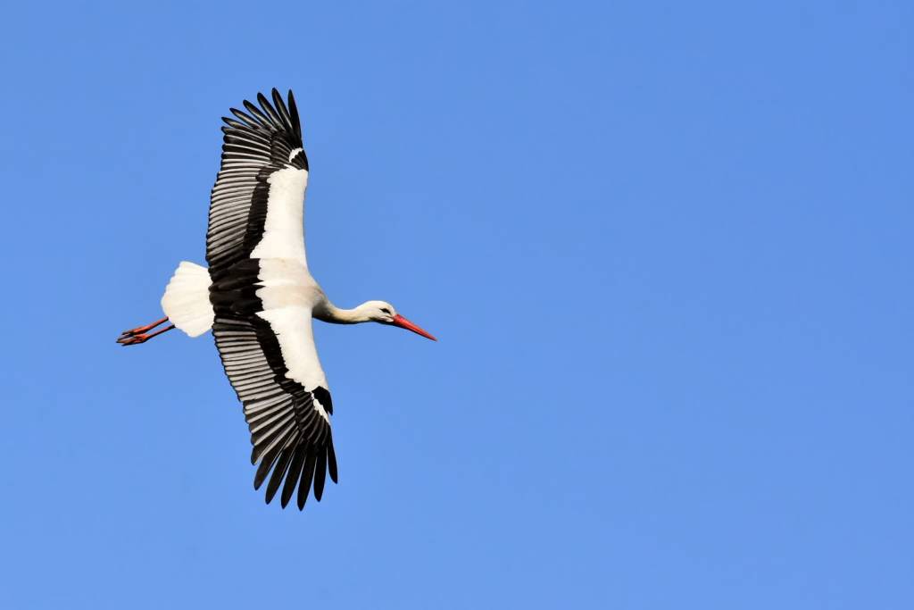 stork 3363503 1920 2020 08 14 225921