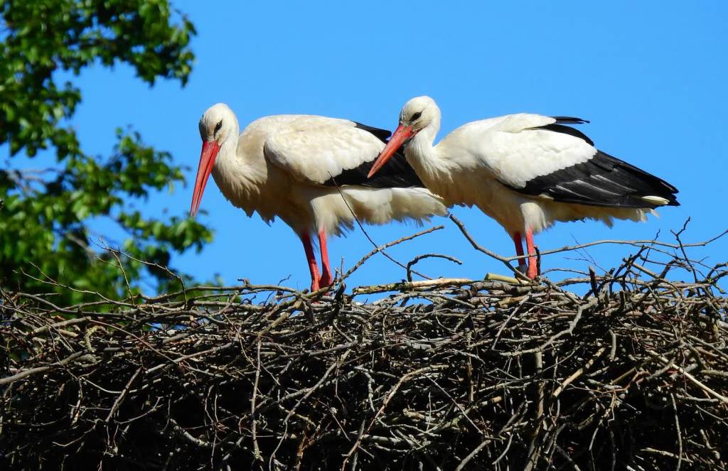 stork 5240674 1920 2020 08 21 073021