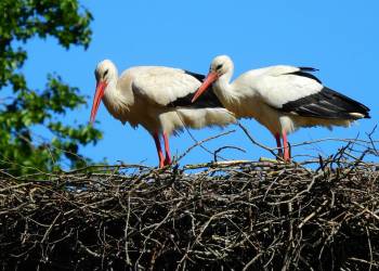 stork 5240674 1920 2020 08 21 073021