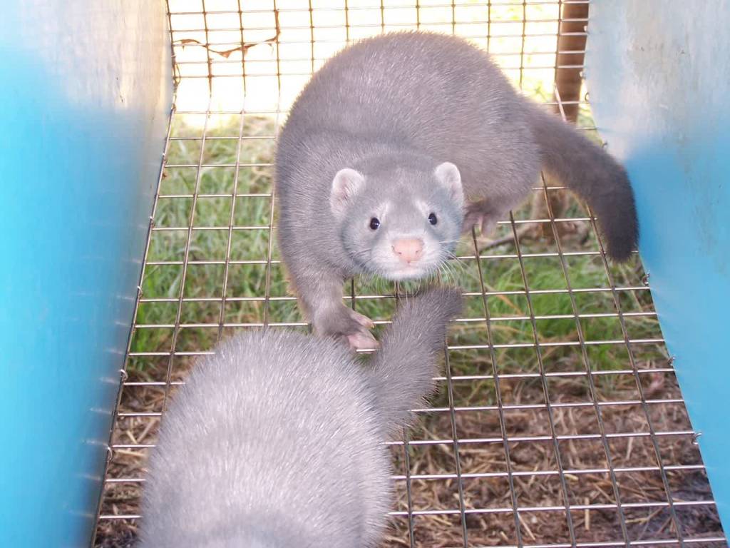 american mink silverblue in cage 2020 09 16 125239