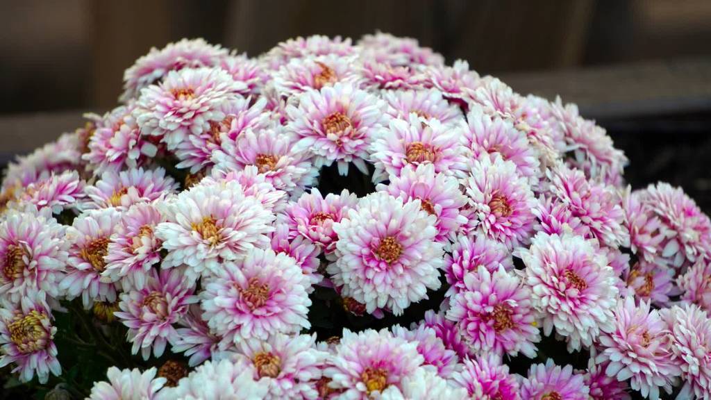 asters 4433632 1920 2020 09 03 000243