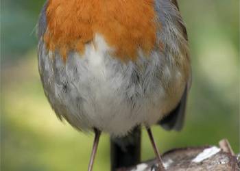 erithacus rubecula melophilus dublin ireland 2020 09 19 093532