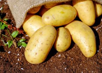 potatoes 1585075 1920 2020 09 14 110828