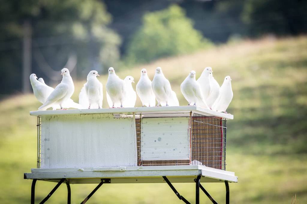 white doves 1524488 1920 2020 09 21 120449
