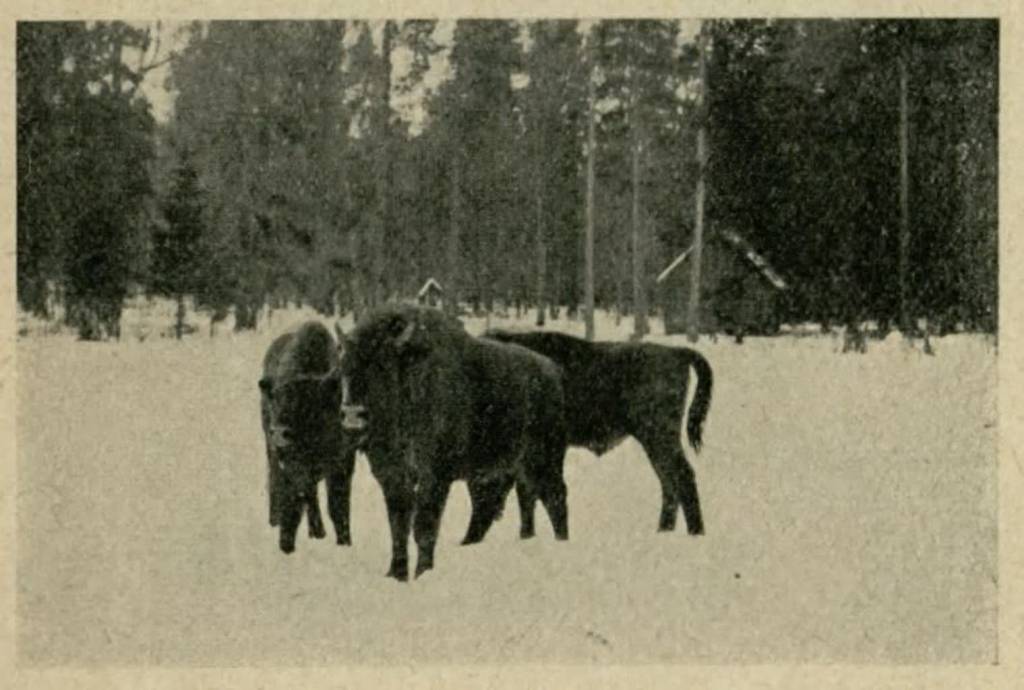 young hybrids of bison bonasus and bison bison bialowieza 1931 2020 09 25 094429