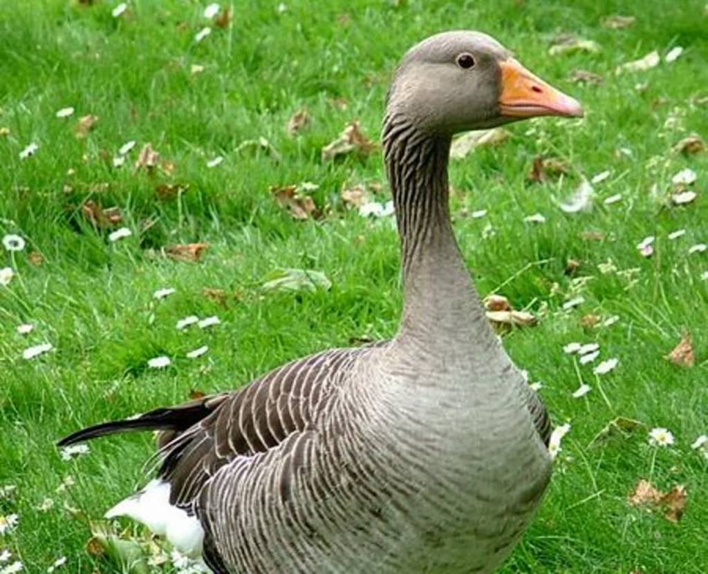 450px greylag goose anser anser 2020 10 11 141426