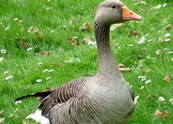 450px greylag goose anser anser 2020 10 11 141426