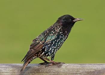 600px common starling leek wootton warwickshire sturnus vulgaris 2020 10 10 093208