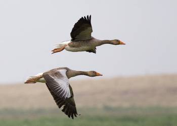 800px graylag geese anser anser in flight 1700 2020 10 03 095224
