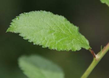 800px prunus spinosa leaf kz1 2020 10 06 075447