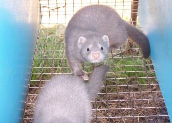 american mink silverblue in cage 2020 09 16 125239 2020 10 07 205903