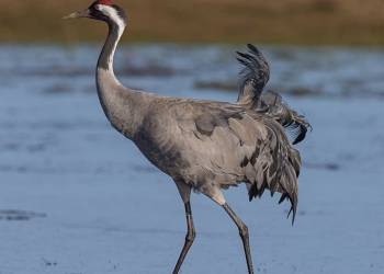 common crane grus grus 2020 10 03 094156