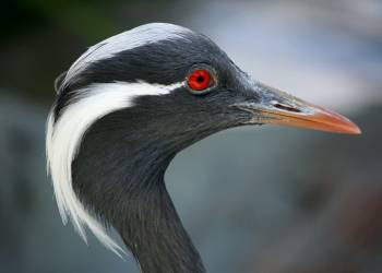 demoiselle crane 58353 1920 2020 10 24 094505