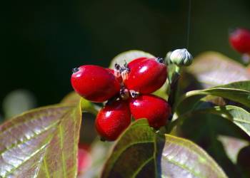 dogwood berries 3873041 1920 2020 10 13 091325