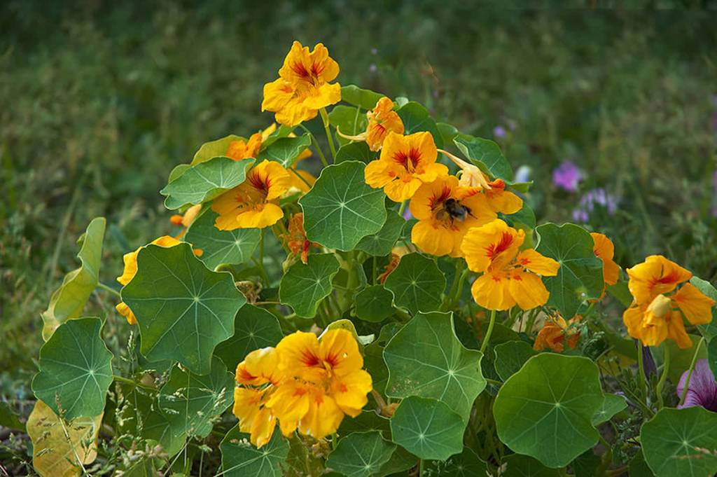 800px tropaeolum majus a 2020 11 03 075341