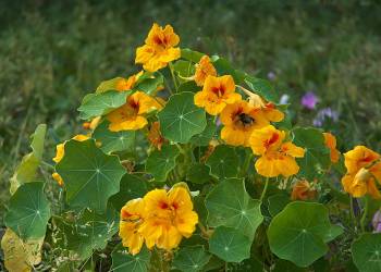 800px tropaeolum majus a 2020 11 03 075341