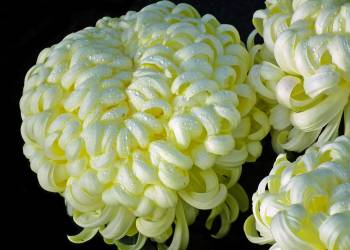 chrysanthemum 4668412 1920 2020 11 04 100616