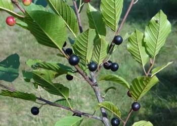 frangula alnus dk15 2 2020 11 24 123552