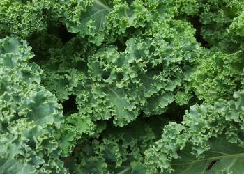 kale 852033 1920 2020 11 16 112452