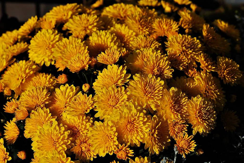 yellow chrysanthemums 4611561 1920 2020 11 01 154639