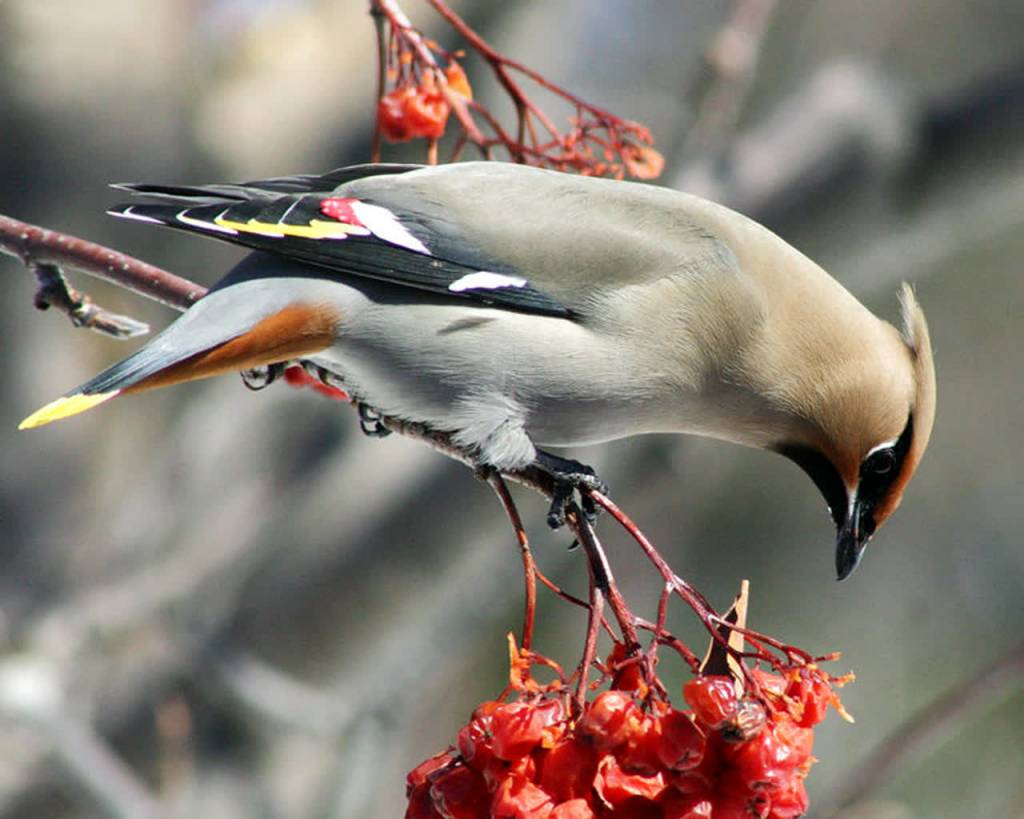 bohemian wax wing 2020 12 19 100459