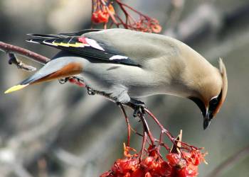 bohemian wax wing 2020 12 19 100459