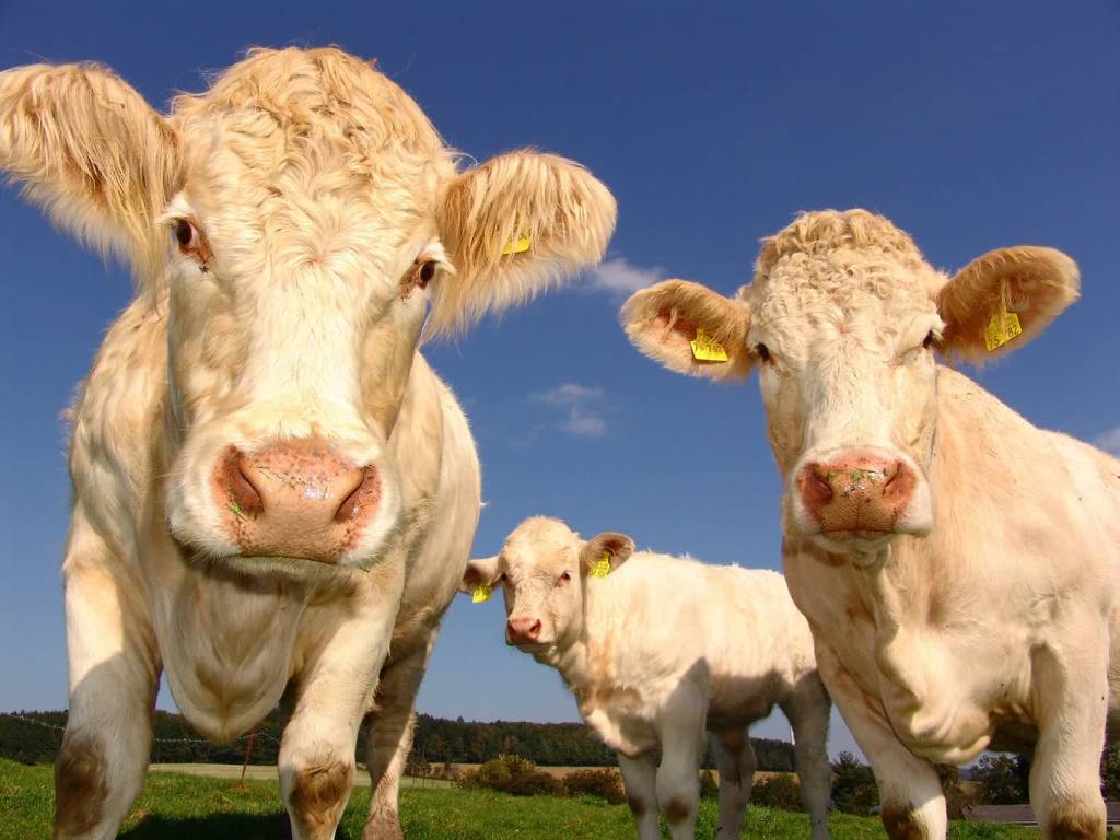 cows 1029077 1920 2020 12 22 123731