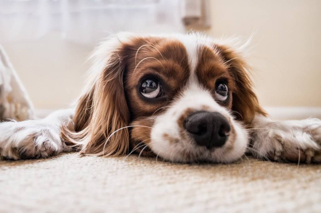 Bezdomne zwierzęta czekają na prezent pod choinkę 1 dog 2785074 1920 2020 12 16 222138