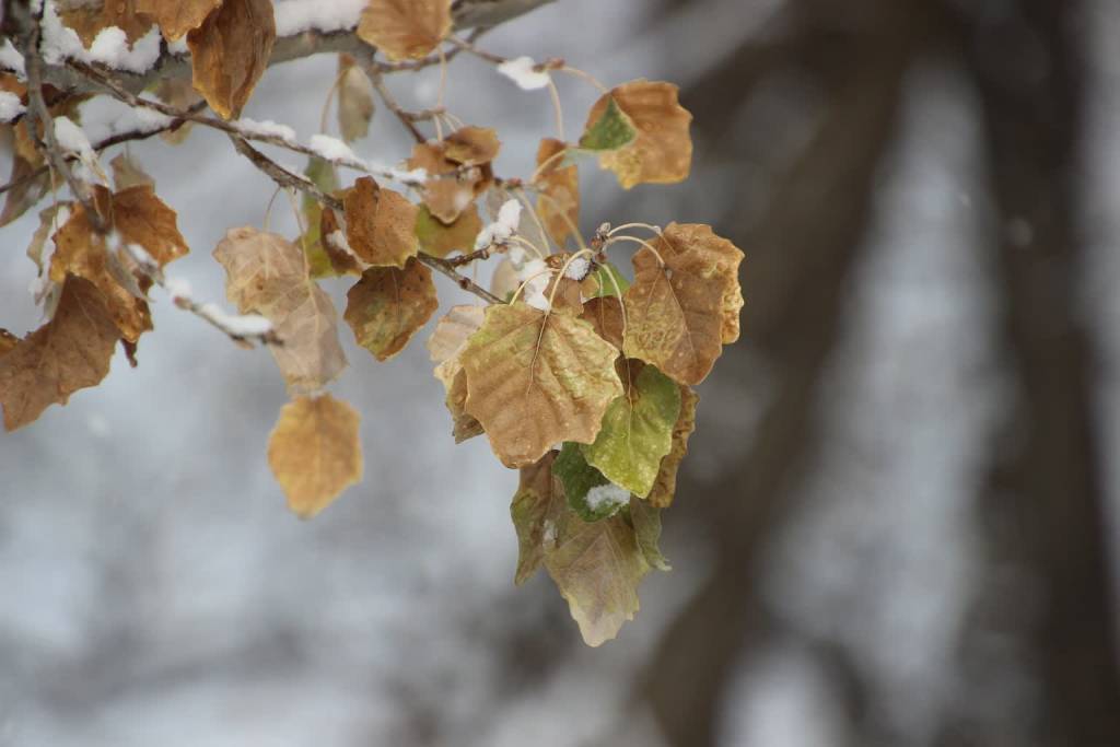 gingko leaves 5789748 1920 2020 12 05 094941