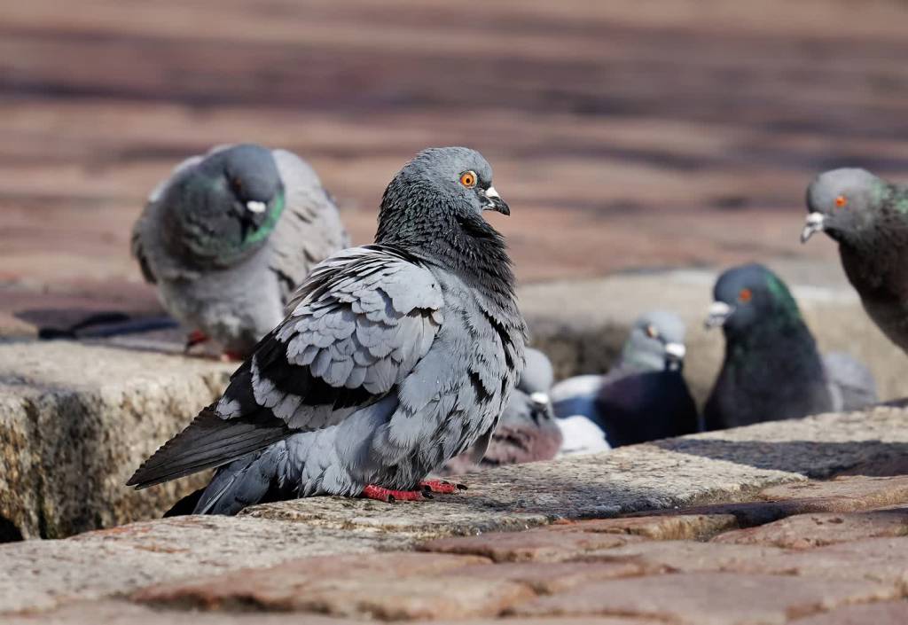 pigeons 3268990 1920 2020 12 12 135926