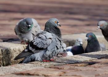 pigeons 3268990 1920 2020 12 12 135926