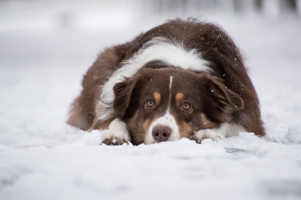 australian shepherd 5902417 1920 2021 01 18 122211