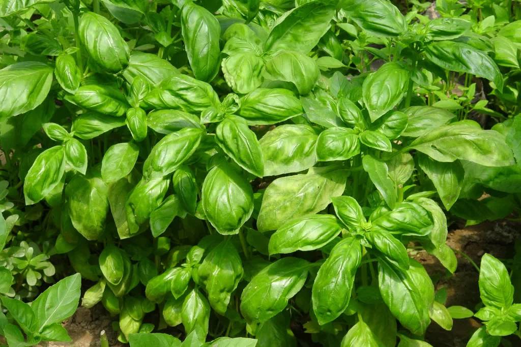 basil 917999 1920 2021 01 05 112507