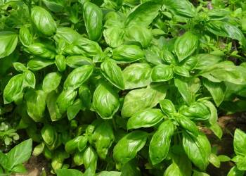 basil 917999 1920 2021 01 05 112507