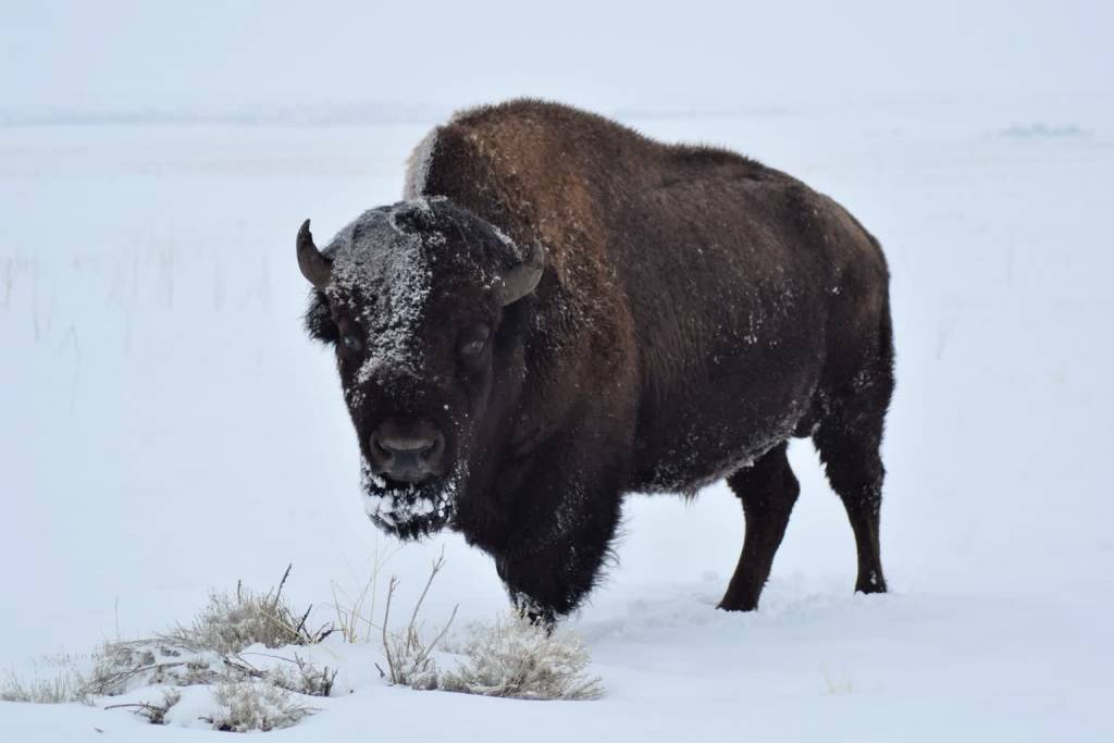 bison 2071799 1920 2021 01 29 143227