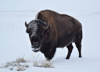 bison 2071799 1920 2021 01 29 143227