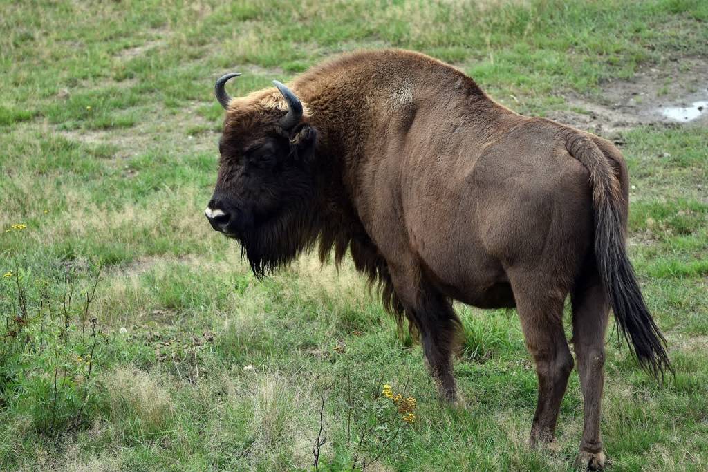 bison 5547085 1920 2021 01 14 190124