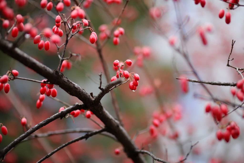 flowering dogwood 5772385 1920 2021 01 03 153214