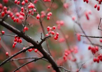 flowering dogwood 5772385 1920 2021 01 03 153214