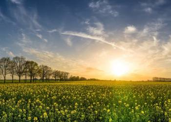 oilseed rape 2135026 1920 2021 01 21 141447