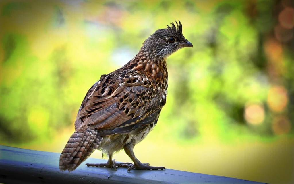 ruffed grouse 5592432 1920 2021 01 23 125415