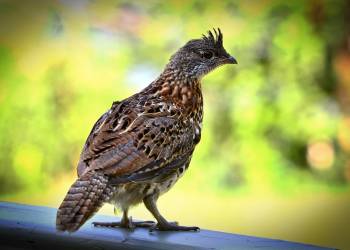 ruffed grouse 5592432 1920 2021 01 23 125415