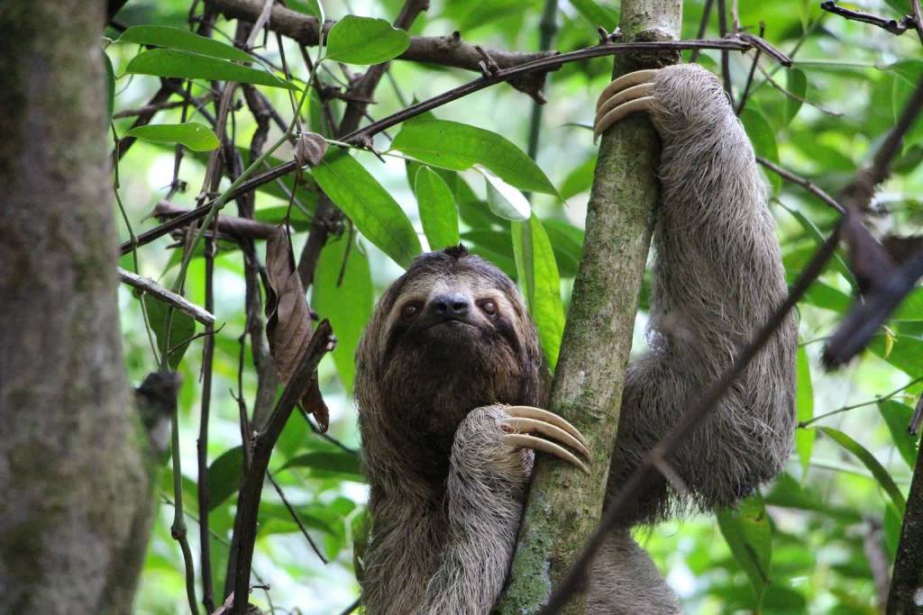 sloth 2759724 1920 2021 01 29 142559