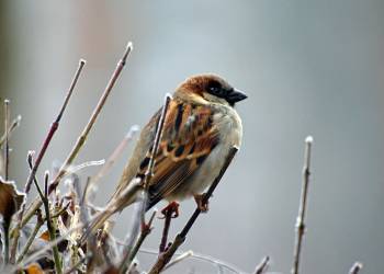 sparrow 50346 1920 2021 01 15 130912