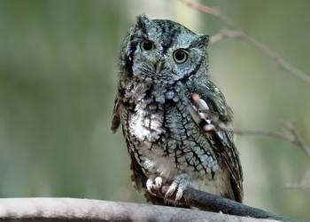 eastern screech owl 3526934 1920 2021 02 26 134111