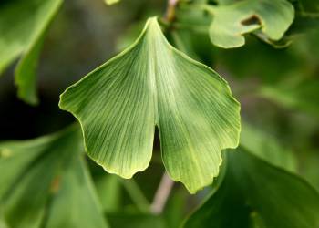 gingko 1523580 1920 2021 02 22 202636