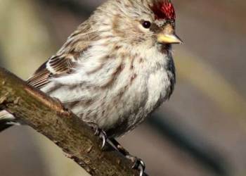 redpoll 940196 1920 2020 11 06 190919 750x375 2021 02 26 190800