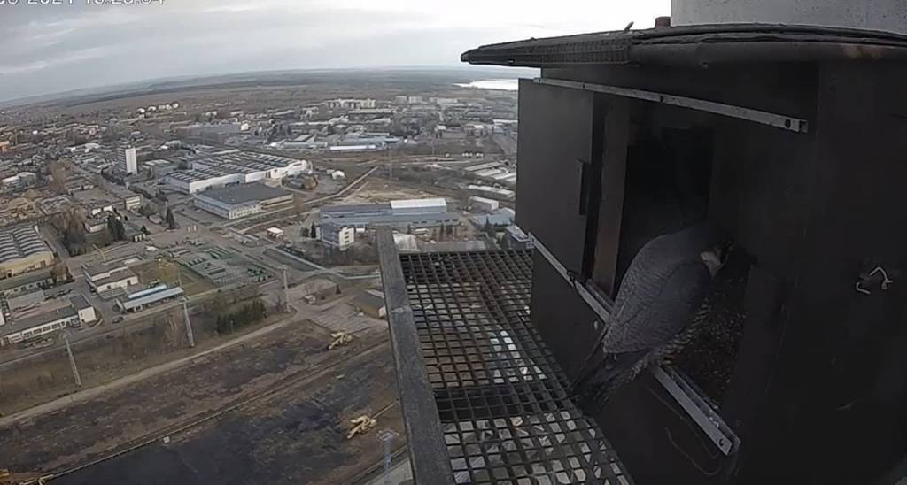 Sokoły wędrowne w Lublinie: Wrotka i Łupek z pierwszym jajem w tym roku 1 screenshot 2021 03 09 lublin pge podglad stowarzyszenie na rzecz dzikich zwierzat sokol 2021 03 09 171135